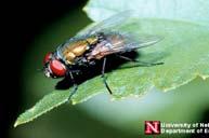Slide 217 Common Fly Pests Filth flies -- house flies and blow flies Others -- fruit flies, drain flies, fungus
