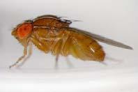 Filth flies are the most common fly problems associated with foodhandling facilities.