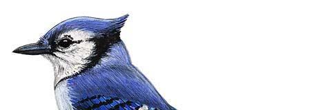 As of 2013, only testing: Crows or Ravens Blue Jays Birds