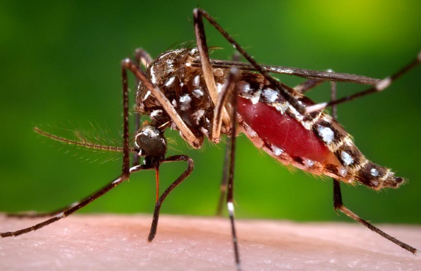 WHAT ARE THE FACTS? Zika Virus Infection HOW IS ZIKA TRANSMITTED?