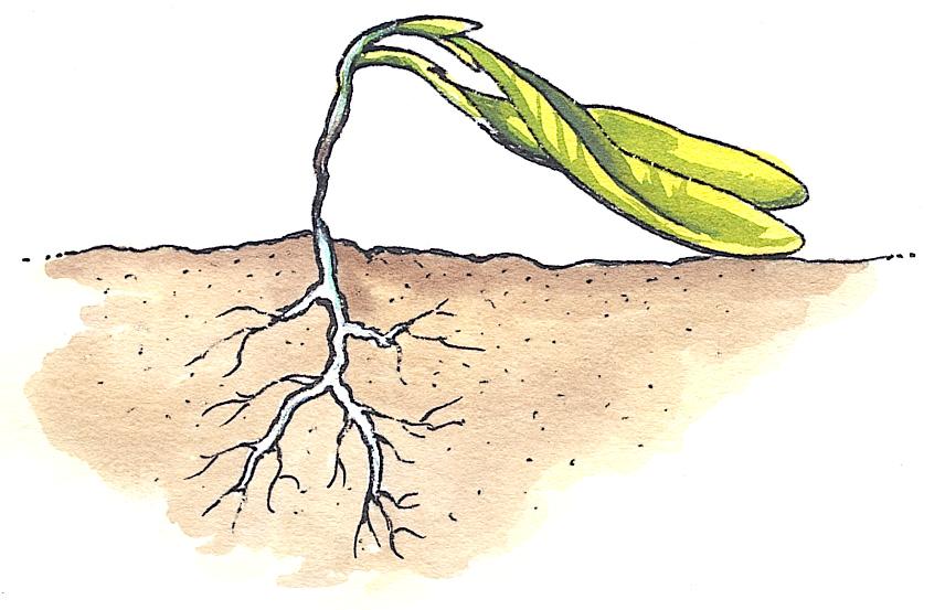 Seed Germination Factors that cause poor germination old seed uneven moisture too hot/ too cold