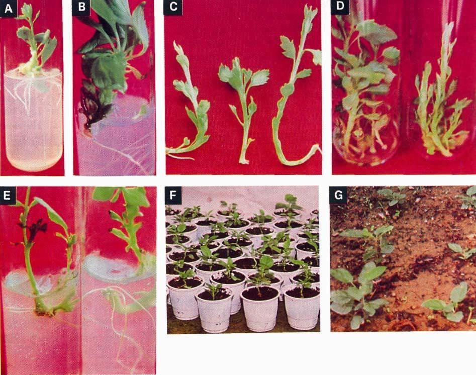 826 INDIAN J EXP BIOL, SEPTEMBER 2007 Fig. 1-(A) Callused roots in M7 with 2.