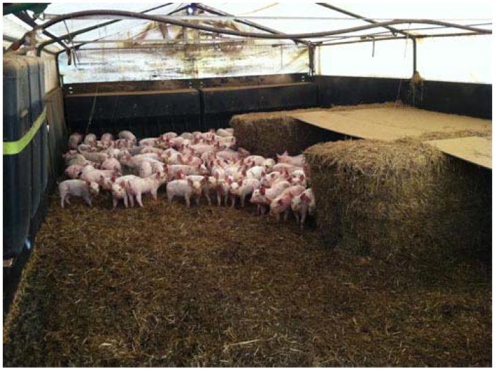 pad Credit: Automated Production Systems Farrowing Crate Hovers