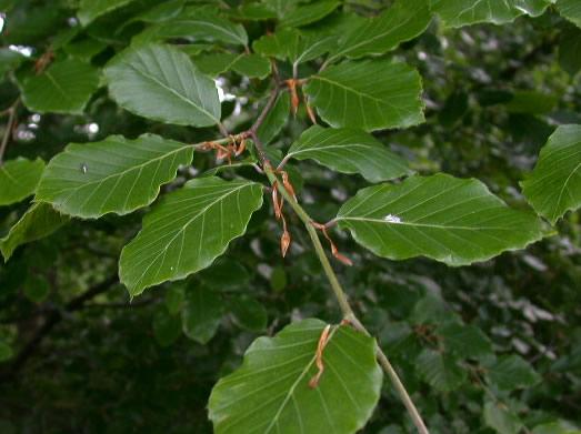 Wade & Gatton Nurseries 3 FAGUS - THE BEECH FAMILY A distinctive tree of great character, native to European countries in the sylvatica species and to North America in the grandiflora species.