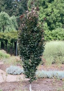 8 Wade & Gatton Nurseries Fagus sylvatica purpurea pendula, WEEPING PURPLE LEAF BEECH Dark purple leaves. Grows slowly into a strong limbed, yet graceful, weeping tree of unusual beauty and character.