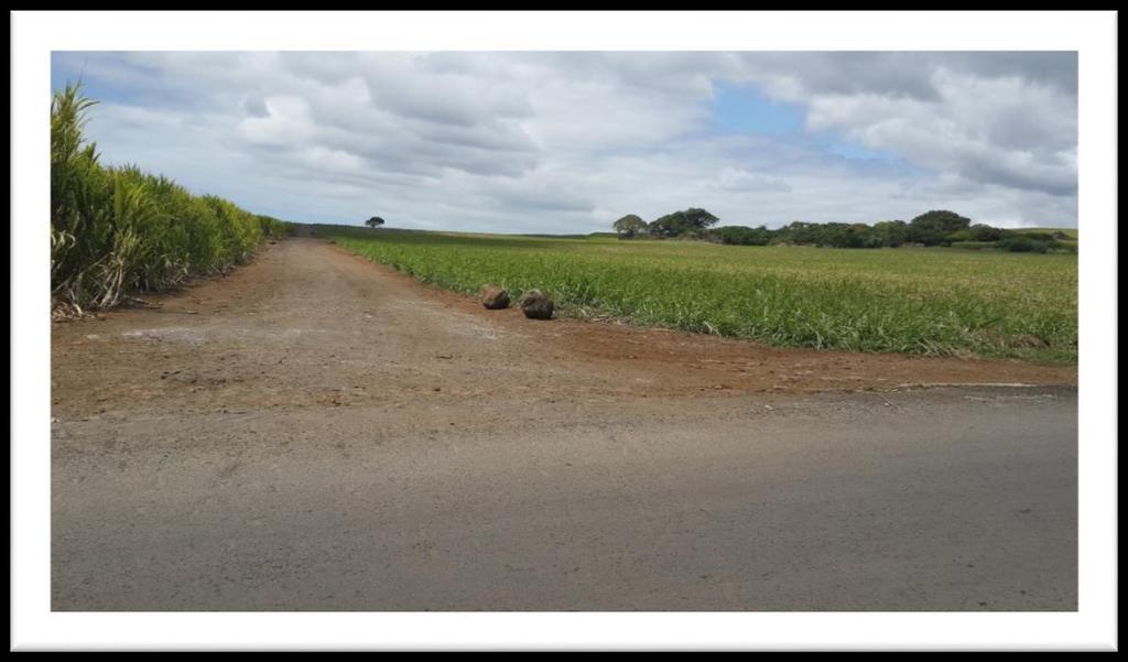 Adjacent land belonging to Alteo Limited Project site presently under sugarcane plantation Plate 2.