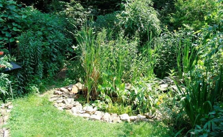 Native Plants for Wet Sunny