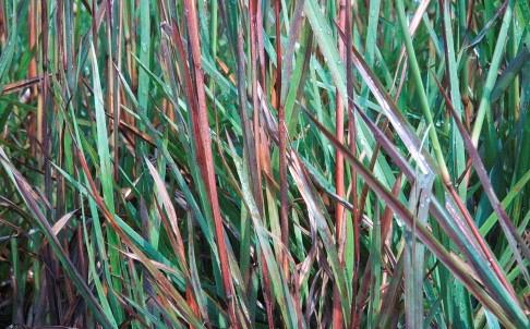 Grass (Panicum