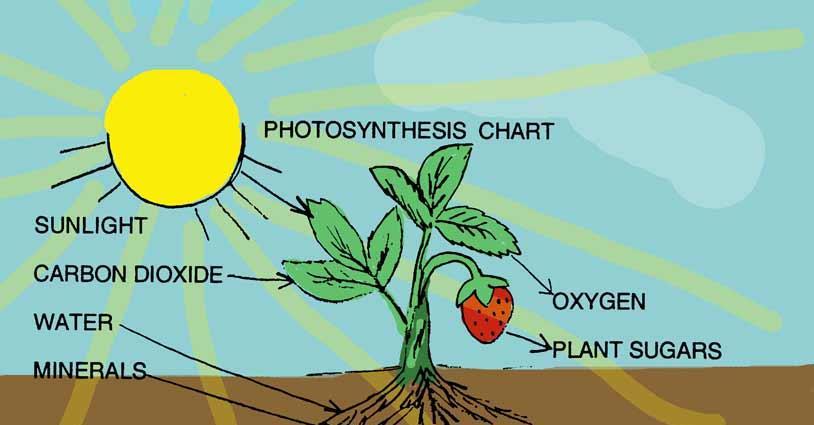 Photosynthesis WATER 12H 2 O + 6CO 2 C 6 H 12 O 6 + 6H 2