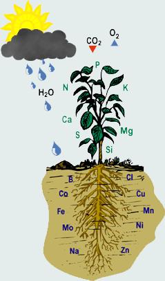 Plant Nutrients (Pg.