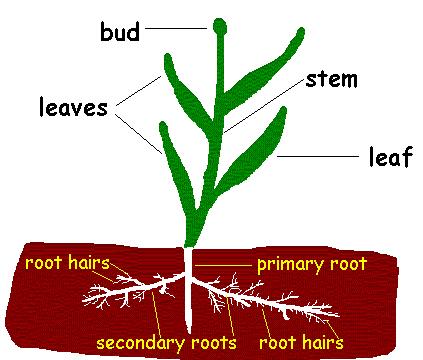 7 MINI 4-H GARDENING Activity 2 Parts of a Plant You will need: A live or artificial plant, or simply see the