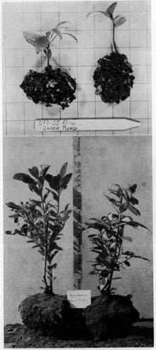 PLATE I Upper: Type of root system obtained on cuttings under a