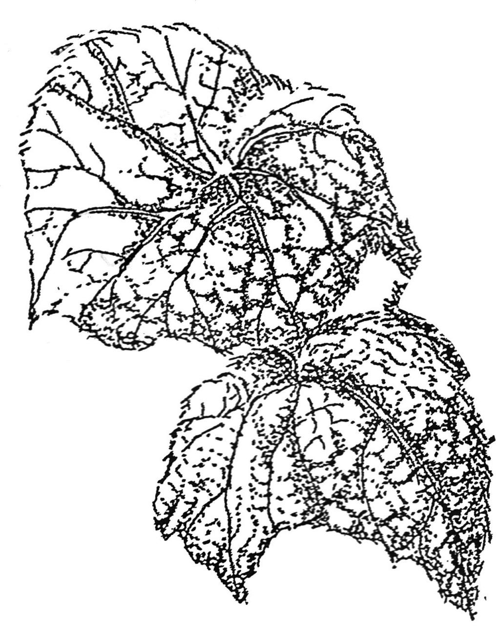 It is named in honor of Carrie Karegeannes, who was then serving as nomenclature director of the American Begonia Society. This rhizomatous begonia sends out lateral rhizomes freely.