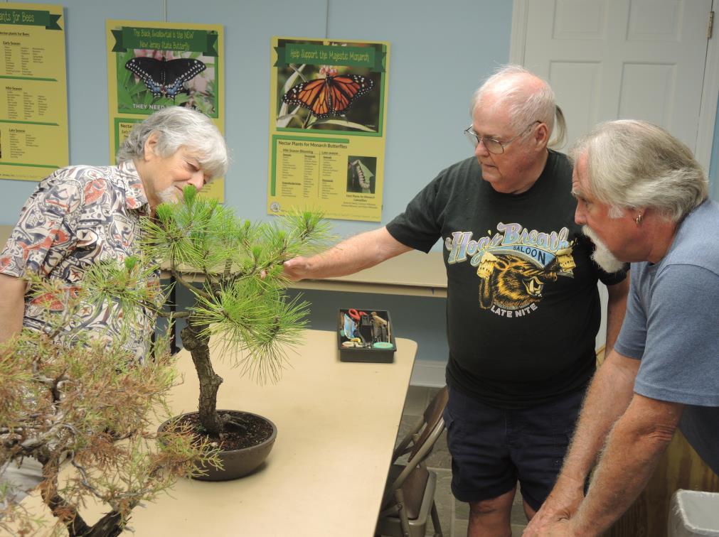 Mark Schmuck brought a Japanese Black Pine, to demonstrate the effect of growing a tree in the ground for a few years before potting and training it as a bonsai.