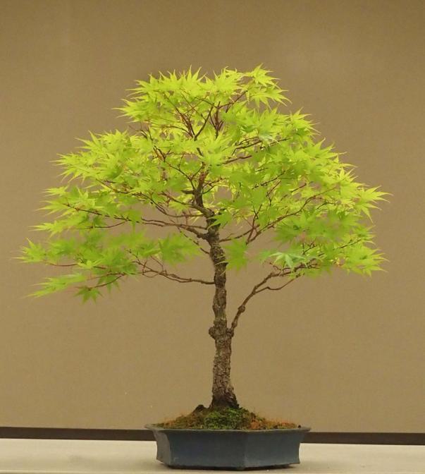 advice on tap into several hundred years of collective bonsai experience. Club activities: Please share your thoughts on activities that you would like to see. See the Activities Calendar: http://www.