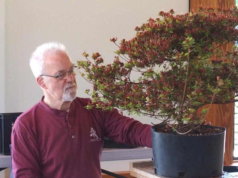 The David Rowe Demonstration at HCP On June 6th, Parksville bonsai expert David Rowe presented an excellent demonstration of shaping a Satsuki Azalea in the Couvelier Pavilion at HCP.