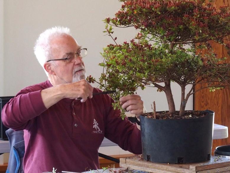 Satsuki azaleas are one of those legendary species that serious bonsai hobbyists have a hard time passing up, especially if there is any maturity (large trunk, good nebari) associated with the