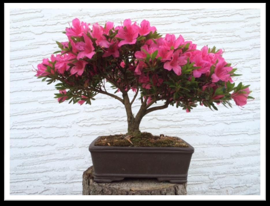 Early summer bonsai tips Be vigilant about soil moisture. We're in a drought. Be aware of the drying effect of wind. Keep soil moist at all times.