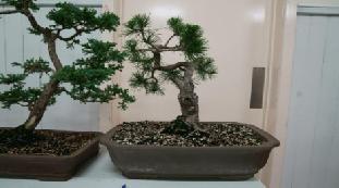 MAY 2017 SHOW BENCH Tree of the month