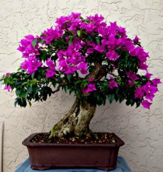 COLUMBUS BONSAI SOCIETY SEPTEMBER2 015 6 TREE OF THE MONTH BOUGAINVILLEA B ougainvillea was one of the tropicals that I wrote about in 2009 as a flowering tropical used for bonsai.