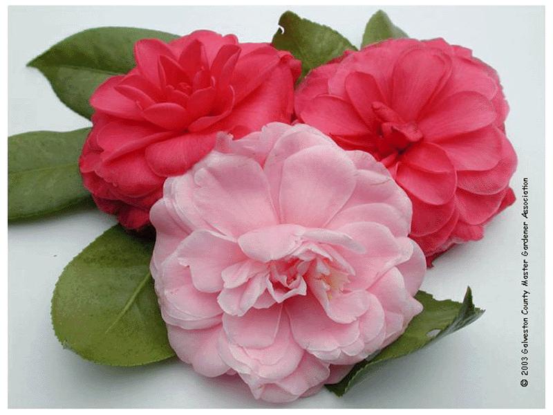 Page 4 Spotlight: Hardy Camellias Although camellias have been grown in China for centuries, it was not until the 20th Century that they became popular with American gardeners.