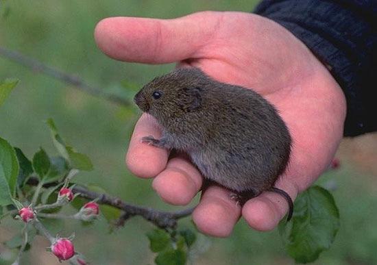 Page 5 Got Voles? Ask A Gardener, by Glenn Palmer, Extension Master Gardener Volunteer. Q: Some of our spring bulbs did not come up and it appears something has been eating them.
