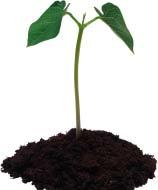 SEEDLINGS [ ] 100% natural product especially formulated for all types of seedlings: annuals, perennials, herbs and vegetables.