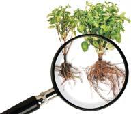 WANTED! To find out wich products contain mycorrhizae, look for this logo! Mycorrhizal fungi have occurred naturally in the soil for 400 million years.