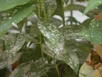 Powdery mildew Powdery mildew is one of the most common and easily recognized plant