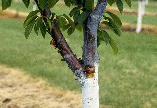 Bacterial canker Bacterial canker is often