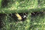 Red Spider Mite or Two-spotted Mite Tiny and only