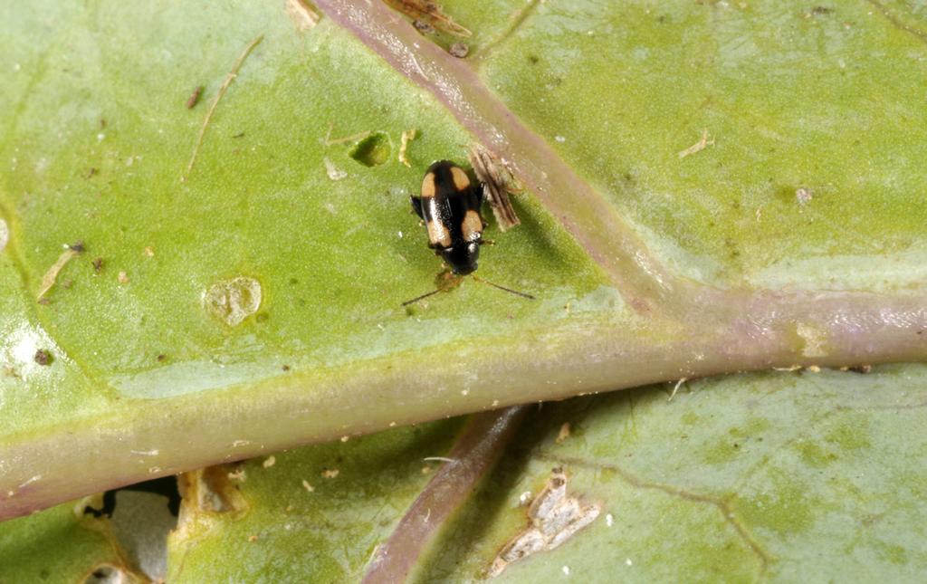 Early planting will often allow plants to grow past the most vulnerable stages before flea beetles become active.