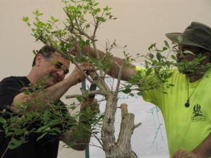 He believes each bonsai should have its own uniqueness and all trees of the same species should not look the same.