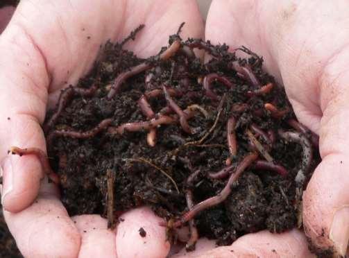 VERMICULTURE Advantages Produces fine compost, worm castings Low maintenance Can be kept in a tight space