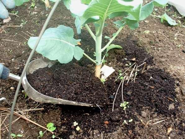 HOW TO USE COMPOST SIDE DRESSING One trowel of compost per plant is enough per dressing One side dressing at midseason is usually enough