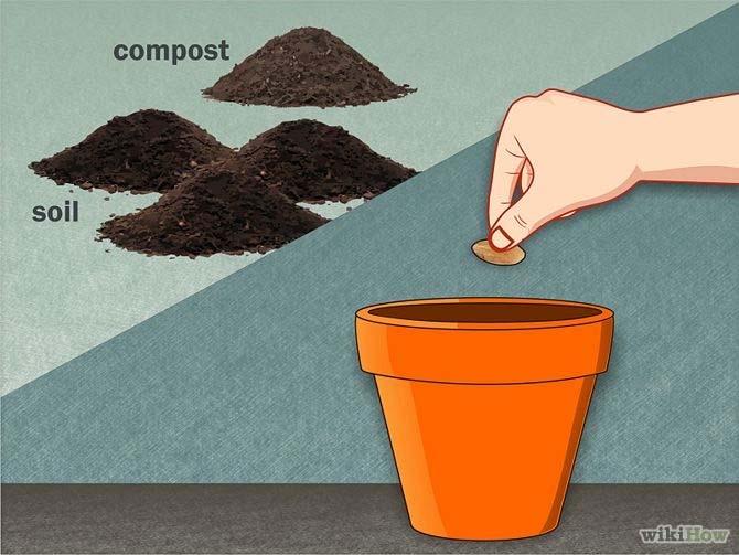 Six Ways to Use Compost #1 Plant Seeds Make a potting mixture of 1 part compost to 3 parts soil and put