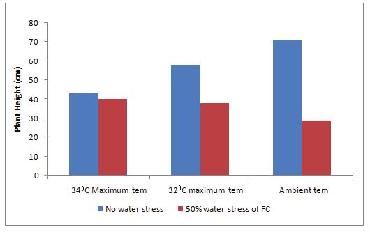 Effect of treatments on average plant height For the canopy width, the 34 C maximum temperature no water