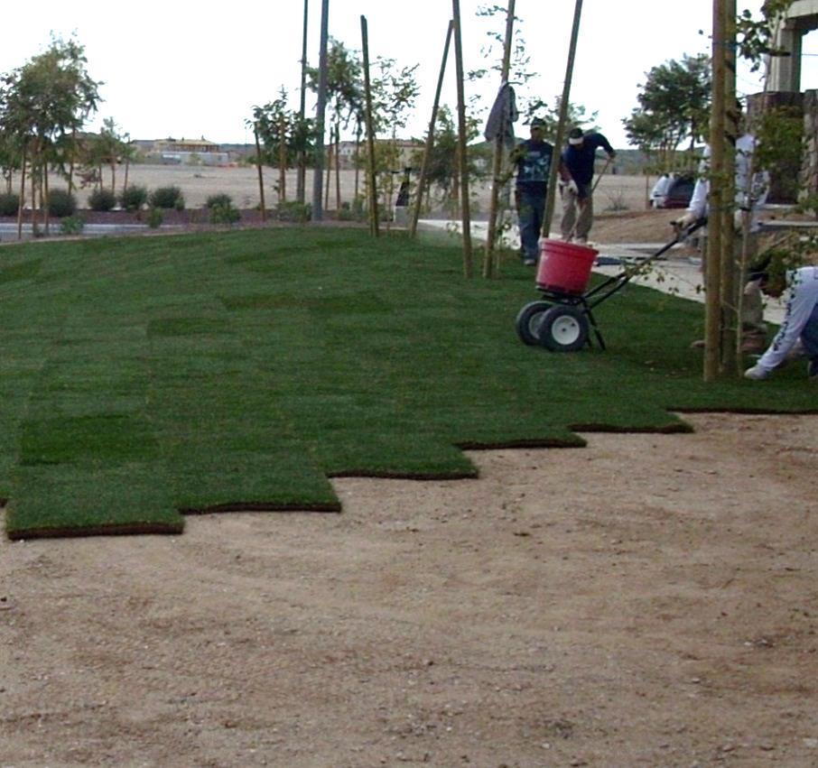 Planting Sod Installation Smooth the grade Begin installing along longest straight edge Push edges and ends together Stagger joints from row to row Water all