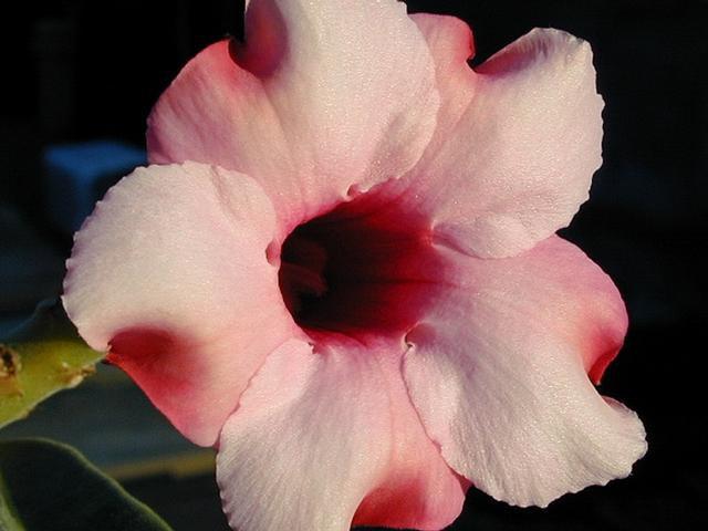 Adenium are native to Africa. Adenium are easy to grow, requiring only good fertilizer and lots of water when in growth and protection from cold and damp when dormant.