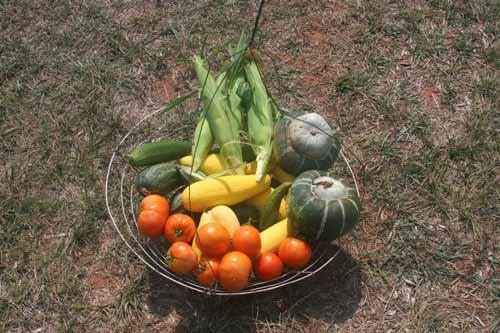 Home Gardening Bob Westerfield UGA Extension Horticulturist A well-tended, fruitful garden is a delight.