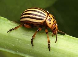 Common Vegetable Pests Colorado Potato Beetle Yellow and black striped potato beetle. Overwinter in soil as adults.