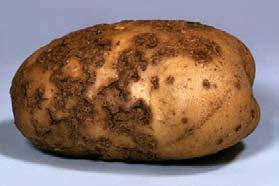 Eggs hatch within 4 to 9 days and larvae feed on potato foliage. Usually feed in groups and can cause severe damage to potato crops. Larvae lasts up to 2 to 3 weeks.