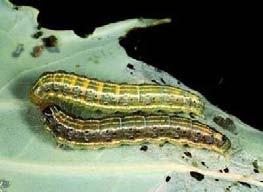 Cutworms Usually cut off the plants stems at the base of the plant. The most effective way to control cutworm is to use paper collars on your plants about an inch below and above ground level.