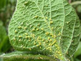 Aphids Attack almost every crop. congregate on the tender parts of plants, often found on the undersides of leaves or near growing points.