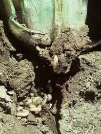 Cabbage Root Maggot Attacks cabbage, radish, turnips. Overwinters in the soil, emerges in spring as an adult fly. Adults start to lay eggs within a week; lay eggs for 5-6 weeks.