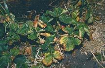 seedy Wilting & plant death may occur in drought conditions Root Weevil damage Scout