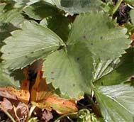 Symptoms vary by cultivar Purplish spots on