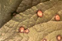 Leaf Spot Other plant parts may be affected