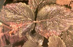 use of susceptible cultivars Mycosphaerella