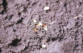 larvae near host plant roots